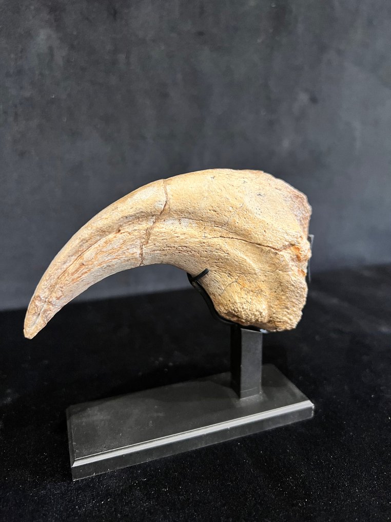 爪子 - 骨骼化石 - Suchomimus - 11 cm - 2.7 cm #1.0