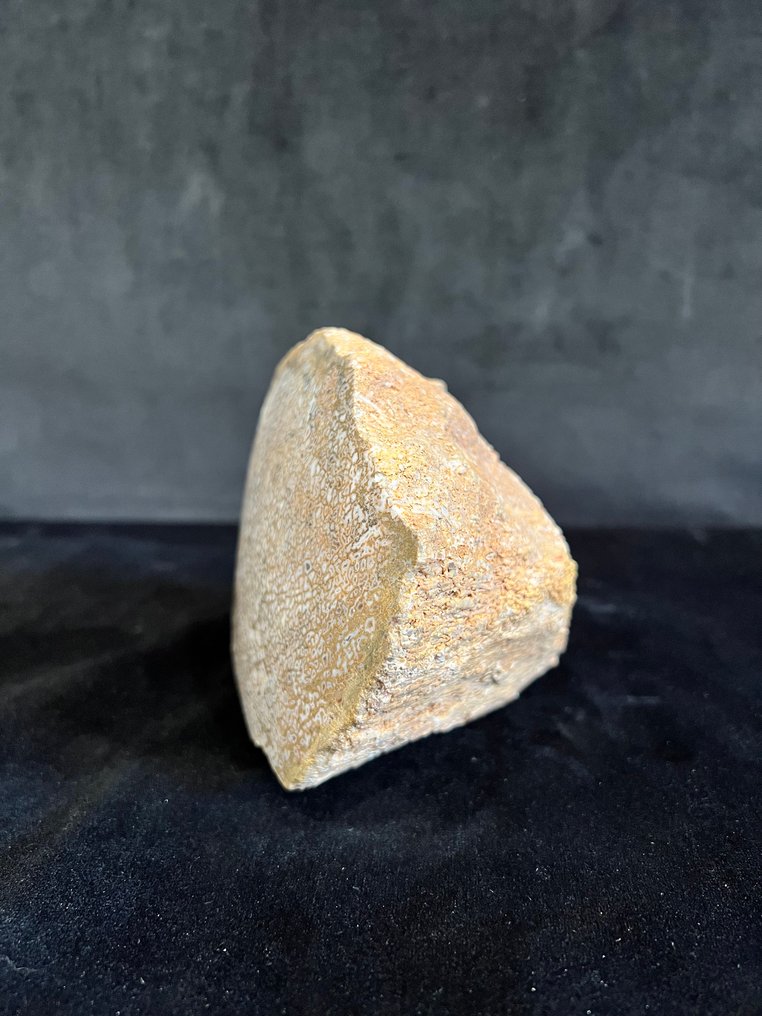 蜥脚类 - 骨骼化石 - Os agathisé - 11.5 cm - 14.5 cm #2.1