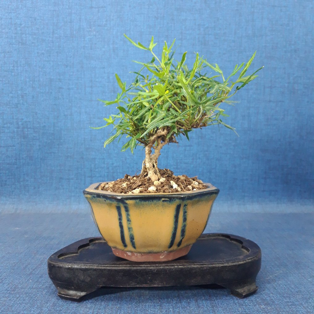 Japansk efeu bonsai - Højde (Træ): 12 cm - Dybde (Træ): 14 cm - Spanien #1.0