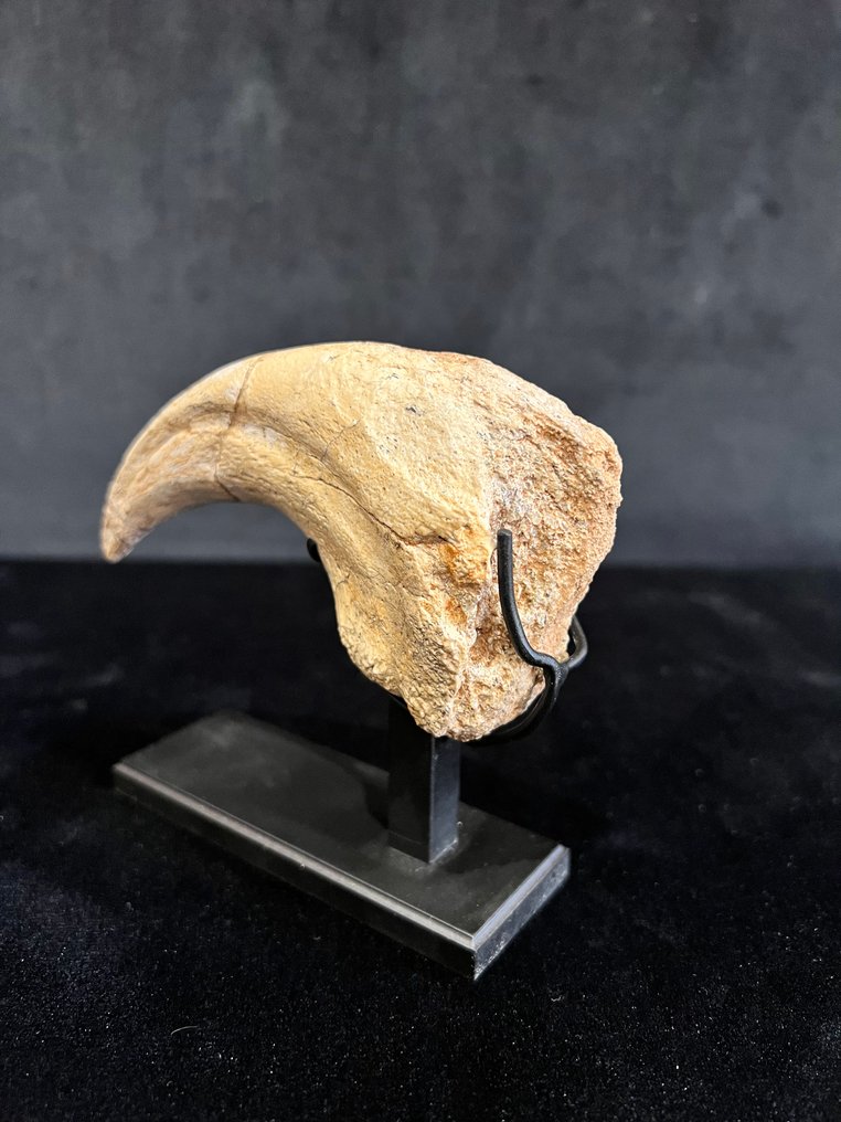 爪子 - 骨骼化石 - Suchomimus - 11 cm - 2.7 cm #3.2
