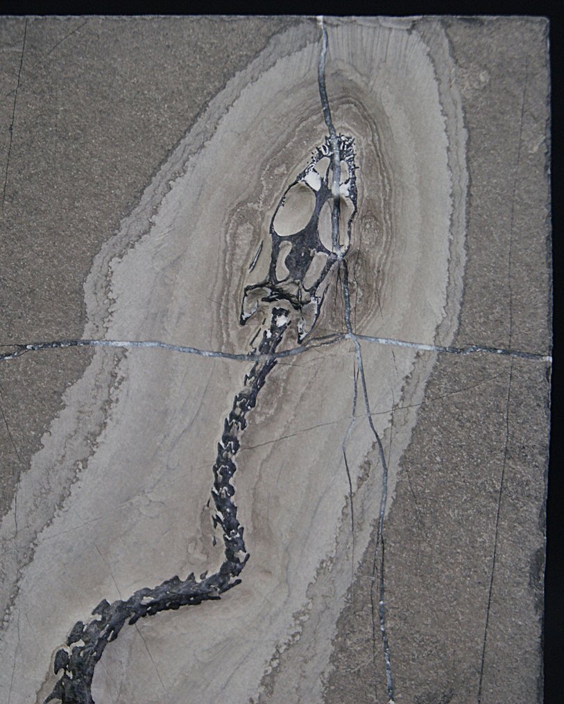 Marine reptile - Fossilised animal - Keichousaurus hui - 24 cm #2.1