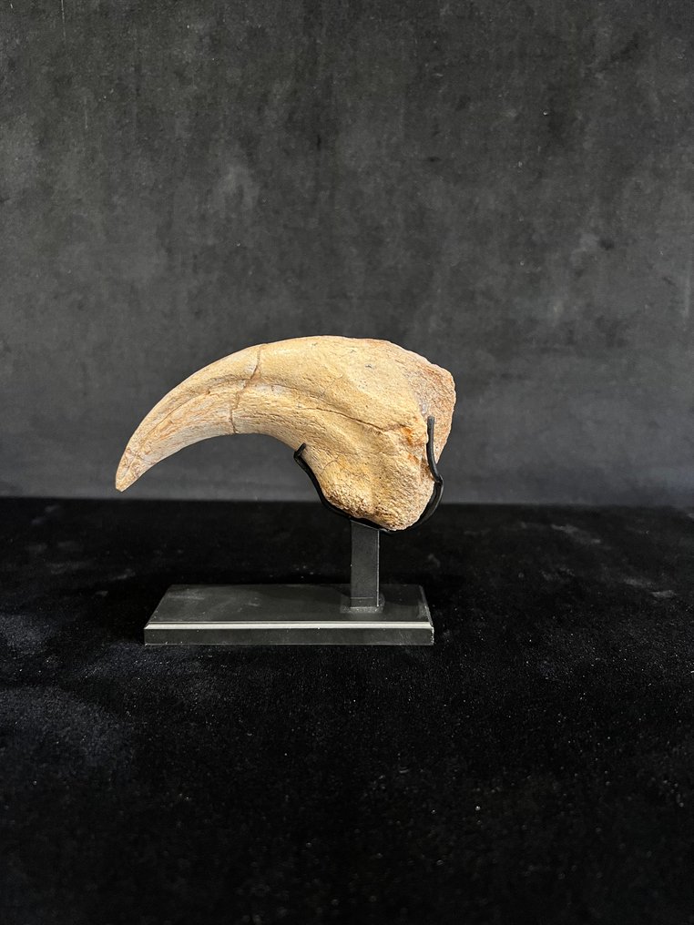 爪子 - 骨骼化石 - Suchomimus - 11 cm - 2.7 cm #1.0