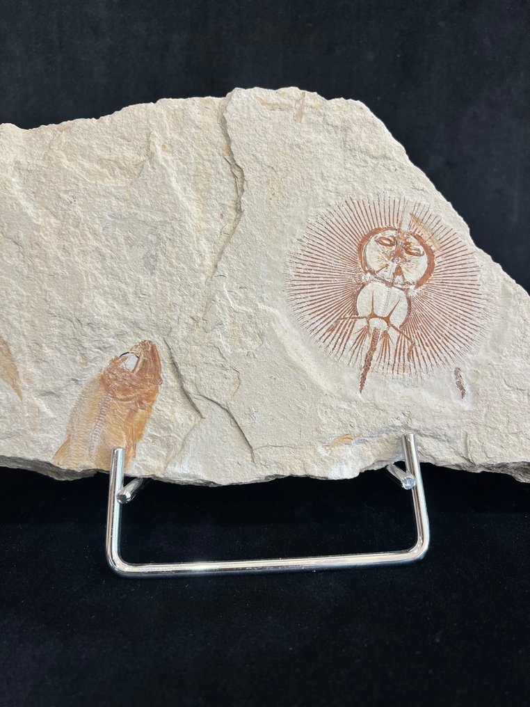 Fossil ψάρι - Απολιθωμένος σκελετός - Cyclobatis - 15 cm - 28.5 cm #2.1