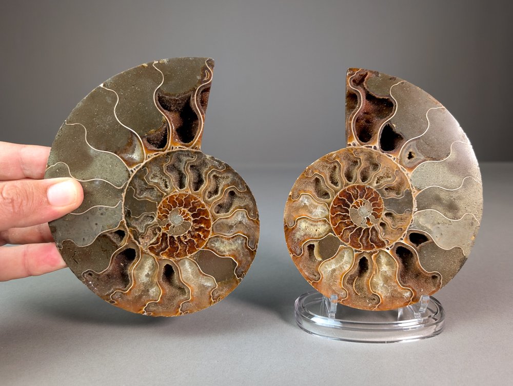Ammonite - Top quality - sectioned - Fossilised animal - Aioloceras (Cleoniceras) sp. - 15.4 cm - 12 cm #1.0
