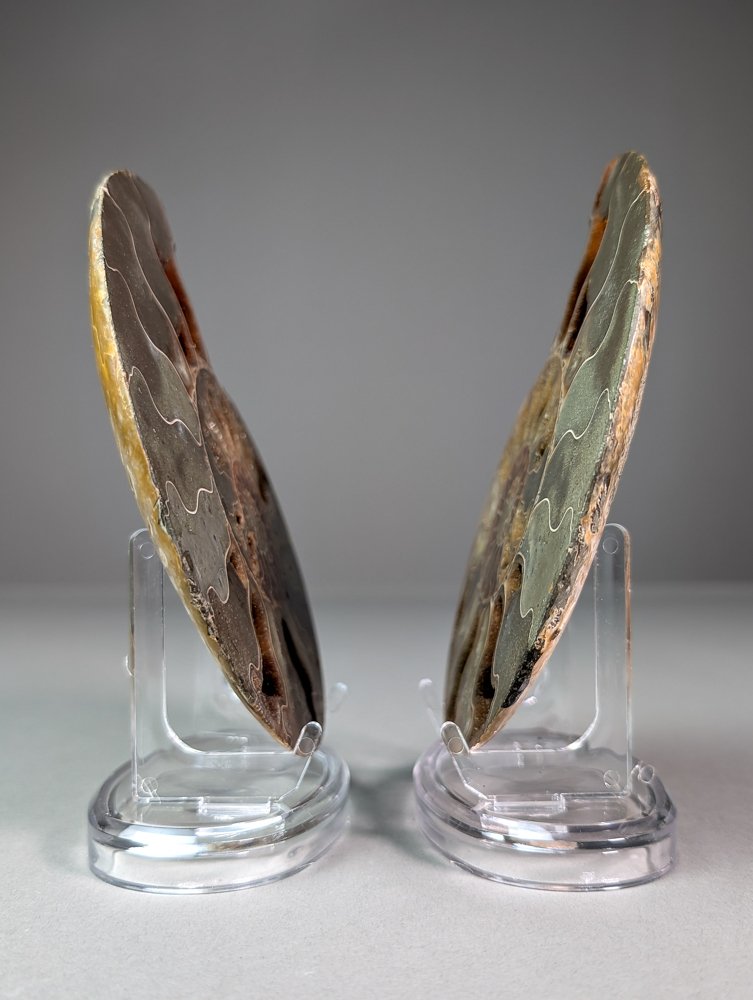 Ammonite - Top quality - sectioned - Fossilised animal - Aioloceras (Cleoniceras) sp. - 15.4 cm - 12 cm #3.2