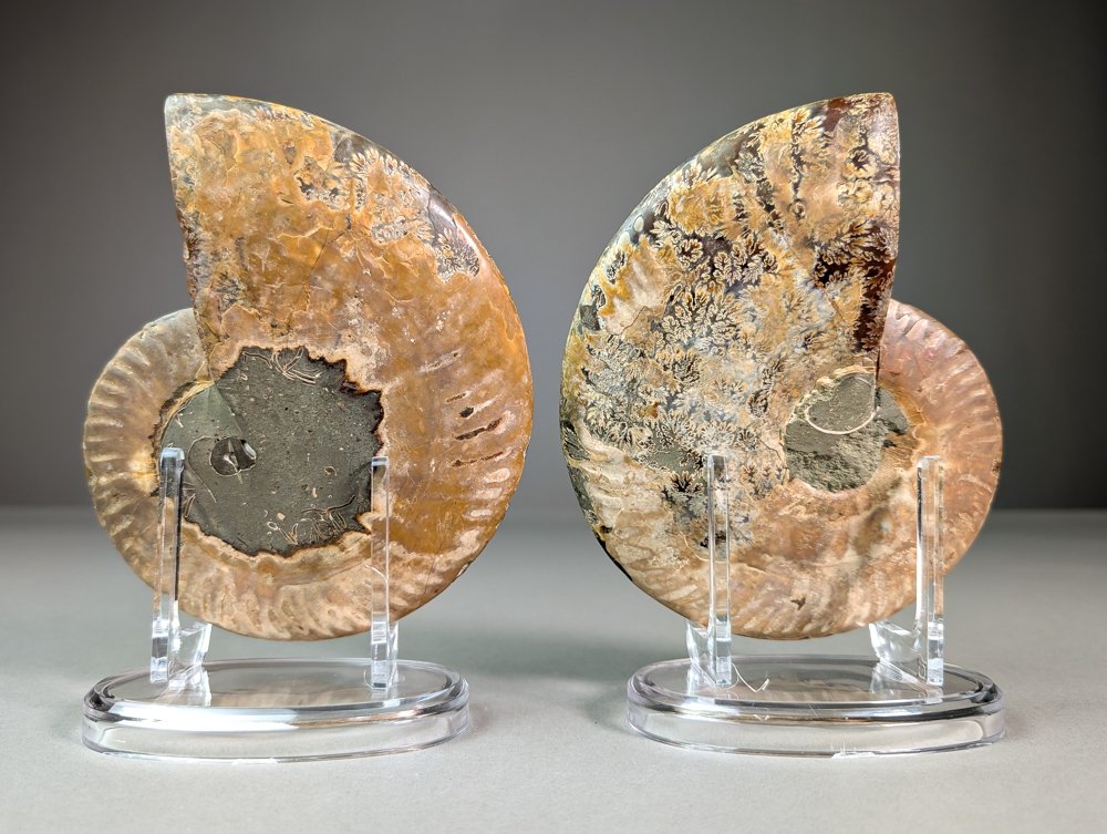 Ammonite - Top quality - sectioned - Fossilised animal - Aioloceras (Cleoniceras) sp. - 15.4 cm - 12 cm #4.3