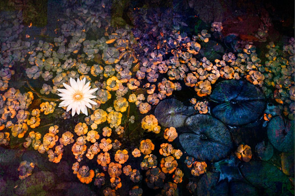 Viet Ha Tran - Waterlilies #1.0