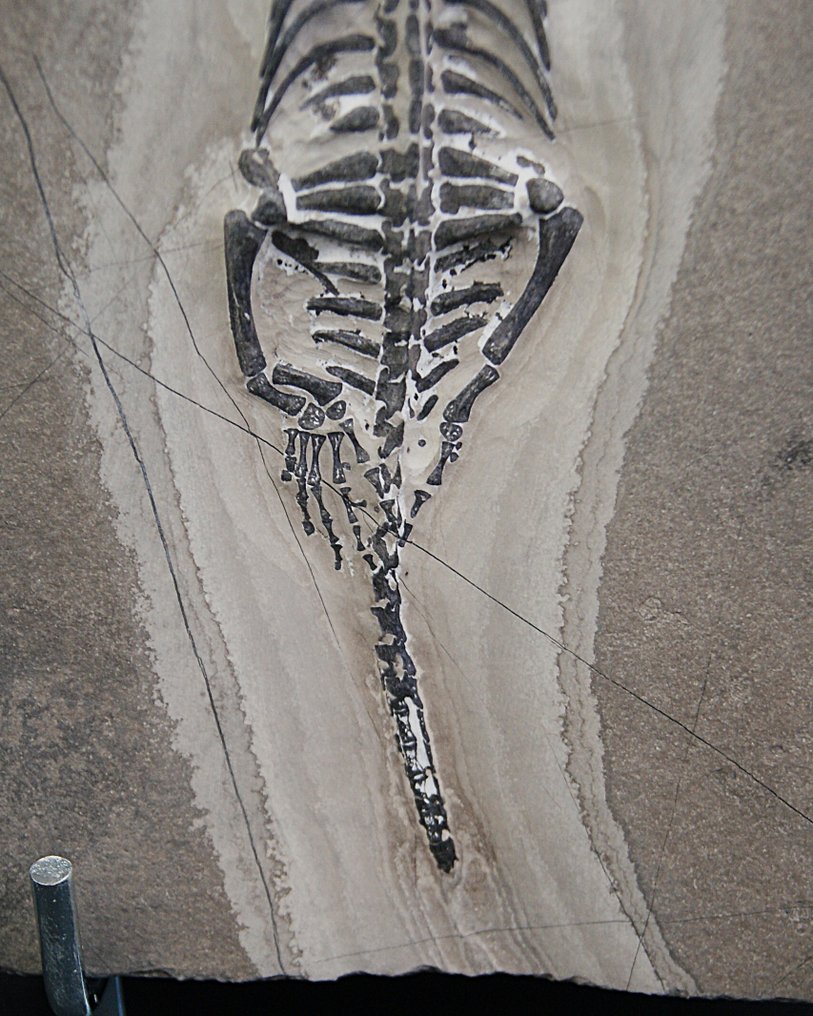 Marine reptile - Fossilised animal - Keichousaurus hui - 24 cm #4.3