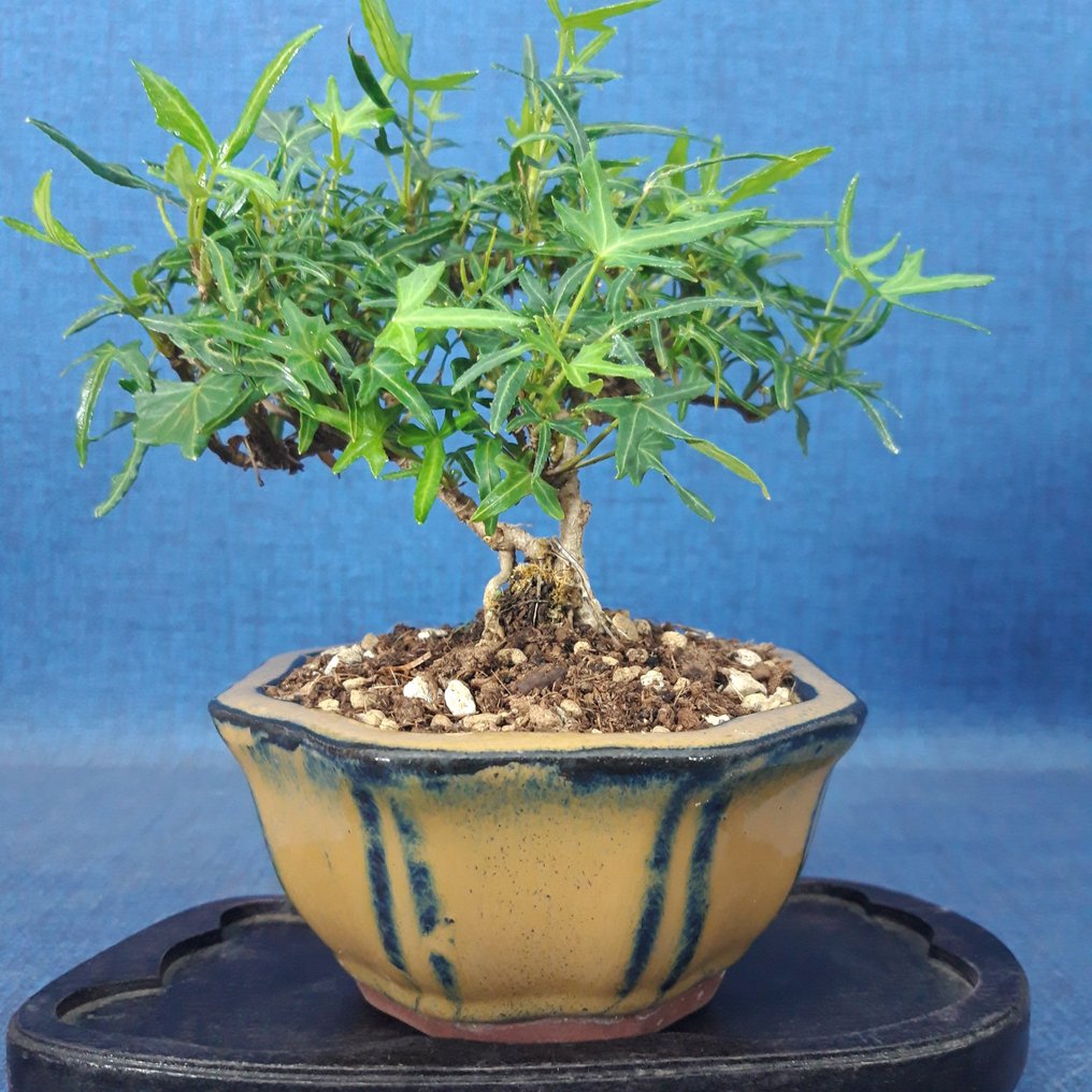 Japansk efeu bonsai - Højde (Træ): 12 cm - Dybde (Træ): 14 cm - Spanien #1.0