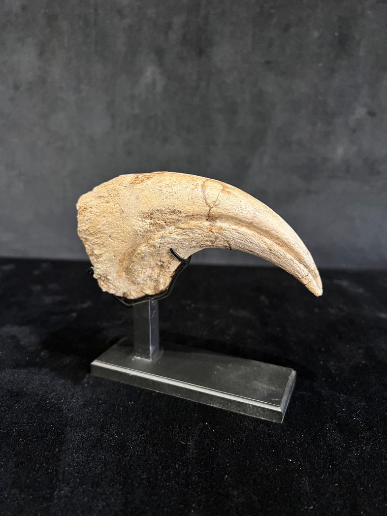 爪子 - 骨骼化石 - Suchomimus - 11 cm - 2.7 cm #2.1