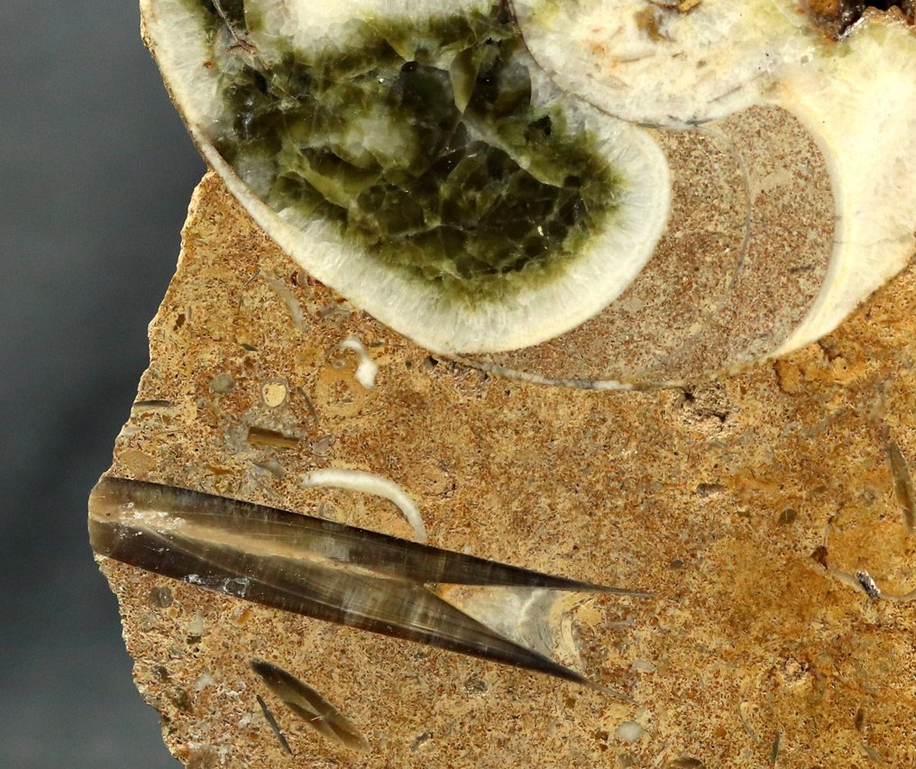 大型锯割的鹦鹉螺，显示活腔中的贝利米特。绿色和白色方解石。 - 动物化石 - Cenoceras sp. - 29 cm #4.3