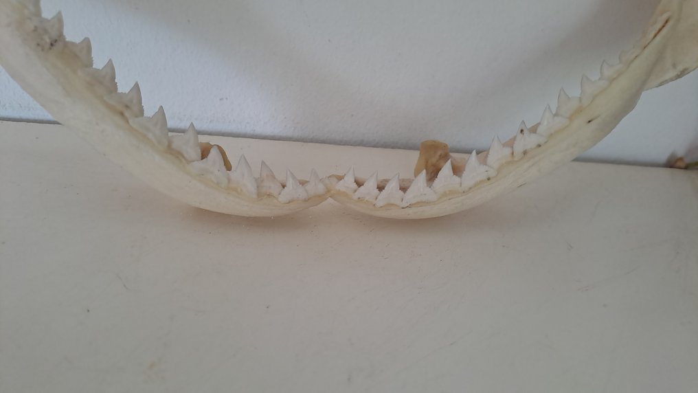 Squalo Allestimento tassidermico a corpo intero - Hexanchus griseus - 17 cm - 31 cm - 5 cm - Specie non CITES #1.0