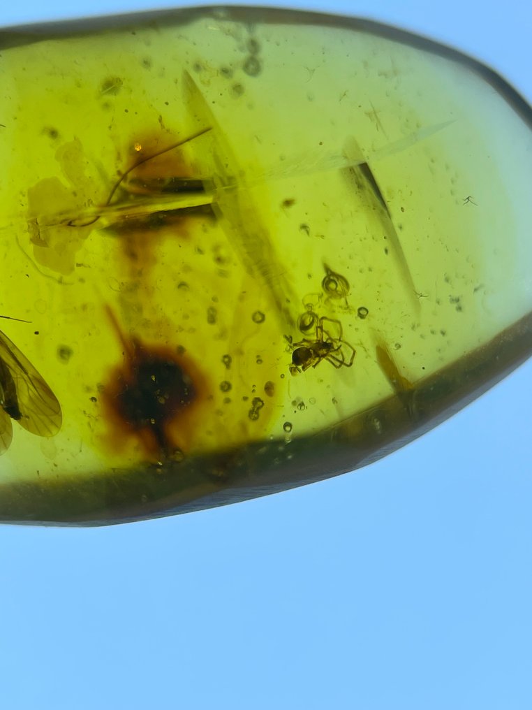 Rav - Rav - Rhagionidae, Burmese Amber, Insect Amber,051  (Ingen mindstepris) #4.3