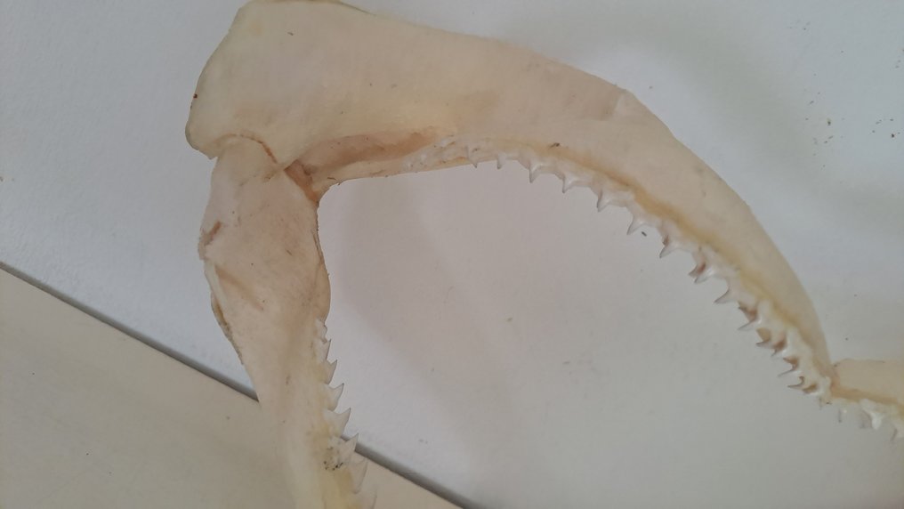 Squalo Allestimento tassidermico a corpo intero - Hexanchus griseus - 17 cm - 31 cm - 5 cm - Specie non CITES #1.0