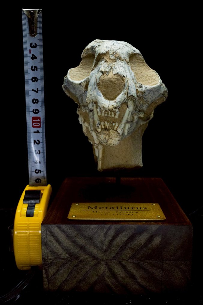 Gato Precoce - Matriz fóssil - Metailurus - 16 cm - 12 cm #1.0
