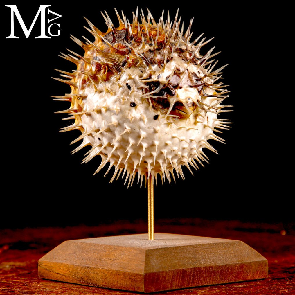 Ψάρι σφαιρίδιο σε βάση από ξύλο και ορείχαλκο. Βάση ταρίχευσης ολόκληρου σώματος - Pufferfish – Cabinet de Curiosités - 162 mm - 96 mm - 105 mm #3.2