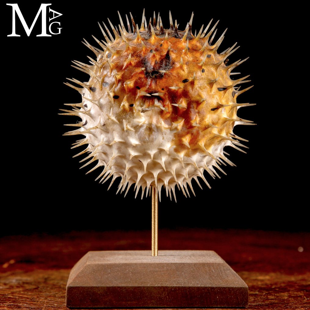 Ψάρι σφαιρίδιο σε βάση από ξύλο και ορείχαλκο. Βάση ταρίχευσης ολόκληρου σώματος - Pufferfish – Cabinet de Curiosités - 162 mm - 96 mm - 105 mm #4.3