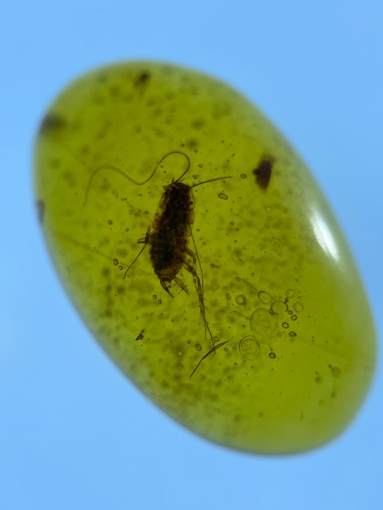 Chihlimbar - Chihlimbar - Cockroach, Burmese Amber, Insect Amber,056 (Fără preț de rezervă) #3.2