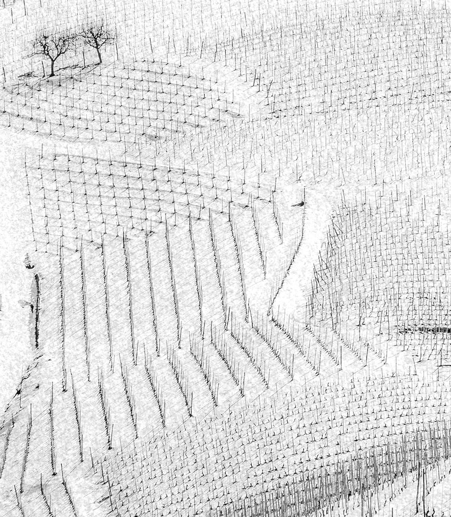 Franco Turcati - Langhe, Piemonte (358) #2.1