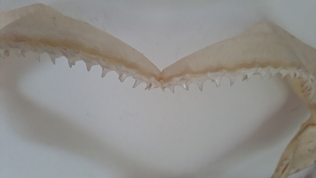 Squalo Allestimento tassidermico a corpo intero - Hexanchus griseus - 17 cm - 31 cm - 5 cm - Specie non CITES #3.2