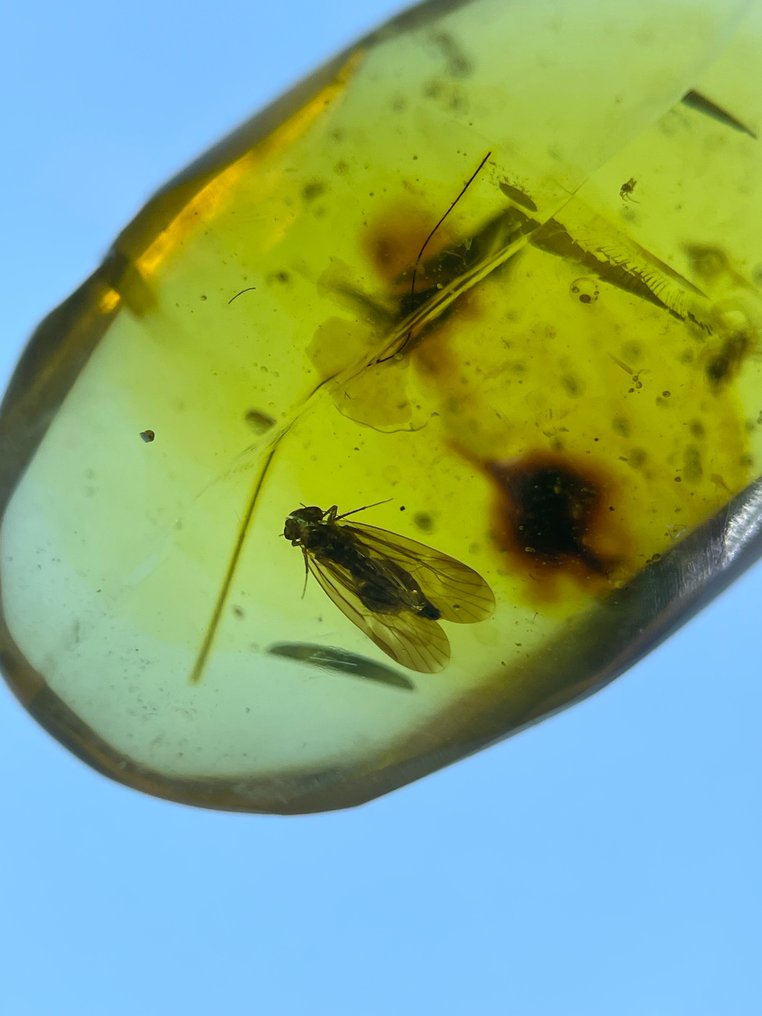 Rav - Rav - Rhagionidae, Burmese Amber, Insect Amber,051  (Ingen mindstepris) #1.0