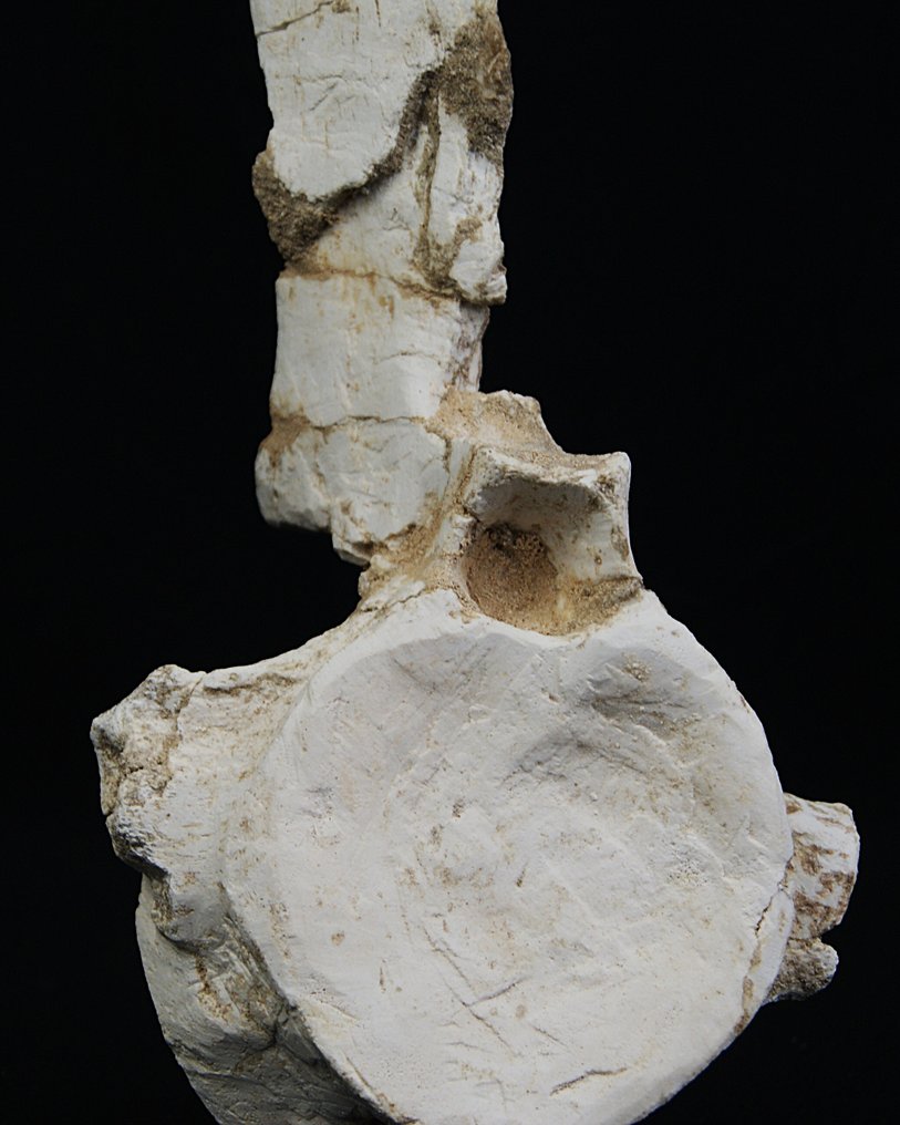 Plesiosaurus - Fossiel wervelbot - Vértebra fósil de Plesiosaurio – Gigante marino - 32 cm (Zonder minimumprijs) #3.2