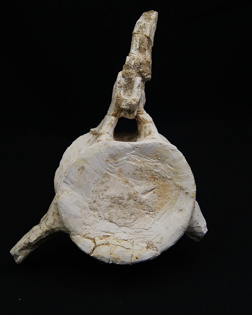 Plesiosaurus - Fossiel wervelbot - Vértebra fósil de Plesiosaurio – Gigante marino #3.2