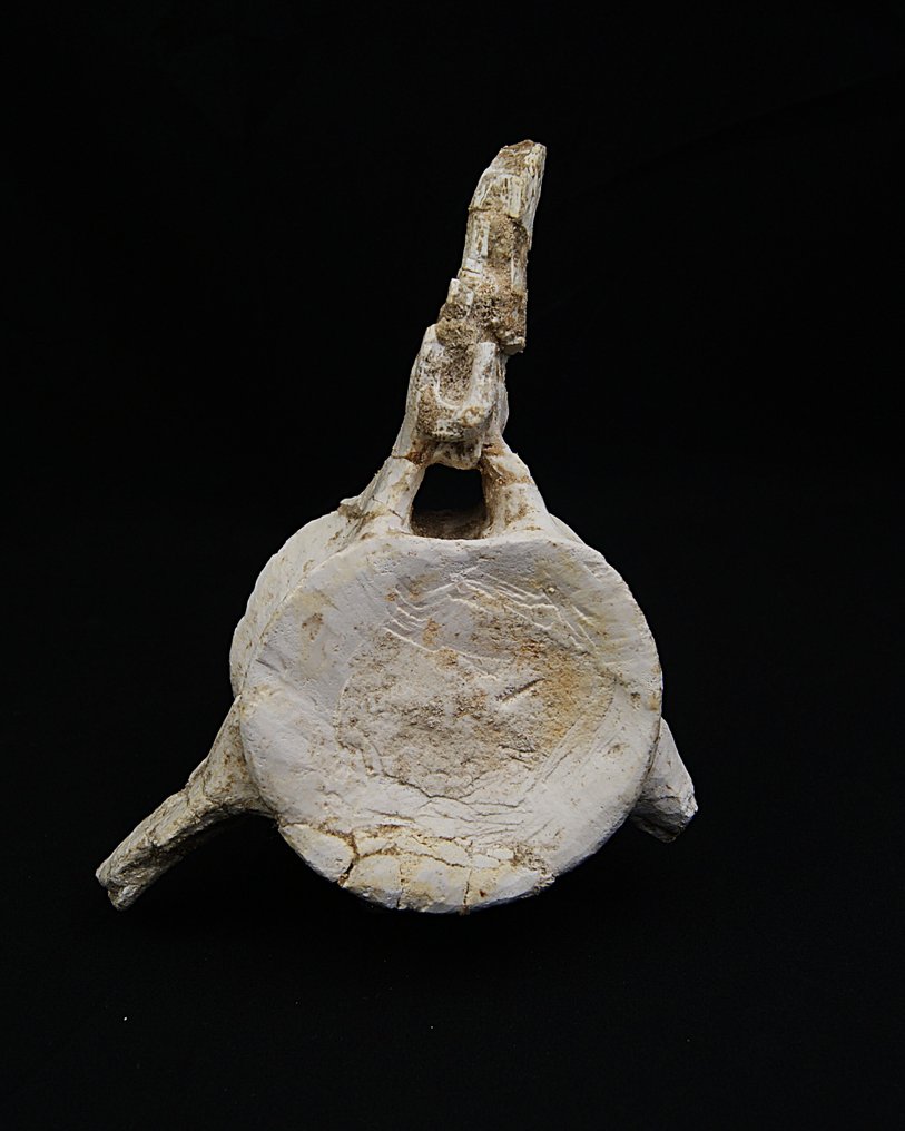 Plesiosaurus - Fossiel wervelbot - Vértebra fósil de Plesiosaurio – Gigante marino #2.1