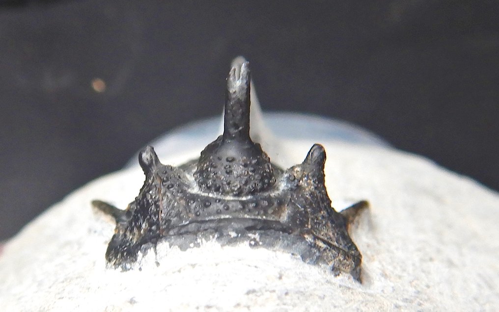 Trilobit - Forstenet dyr - Pathological Cyphaspis devil horned - 10 cm - 10 cm #1.0