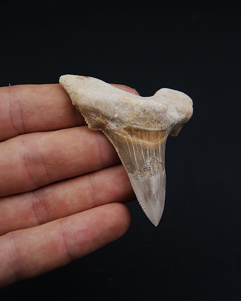 Sokolov-hai er en veldig stor, forhistorisk haiart, nært knyttet til Megalodon, kjent for sin enorme - Fossil tann - Otodus Sokolovi (Ingen reservasjonspris) #4.3