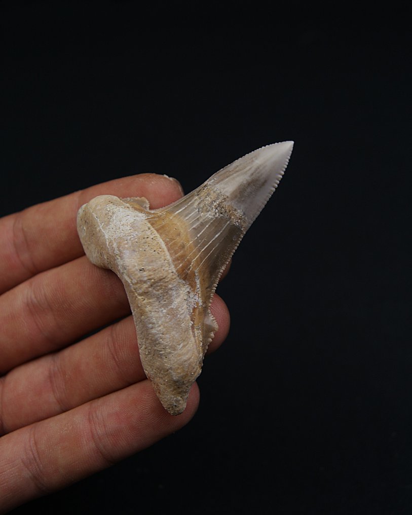 Sokolov-hai er en veldig stor, forhistorisk haiart, nært knyttet til Megalodon, kjent for sin enorme - Fossil tann - Otodus Sokolovi (Ingen reservasjonspris) #3.2