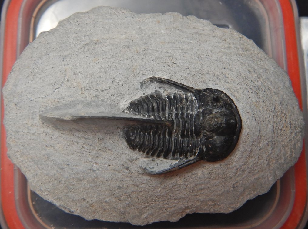 Trilobit - Forstenet dyr - Pathological Cyphaspis devil horned - 10 cm - 10 cm #3.2
