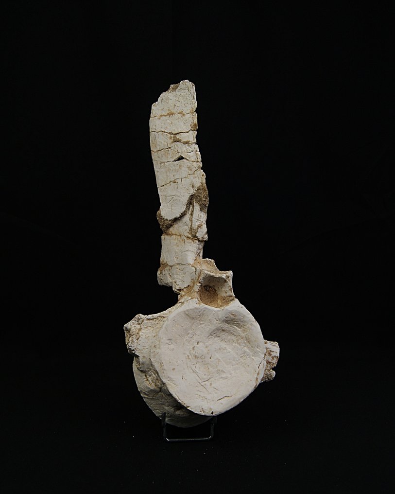 Plesiosaurus - Fossiel wervelbot - Vértebra fósil de Plesiosaurio – Gigante marino - 32 cm (Zonder minimumprijs) #2.1