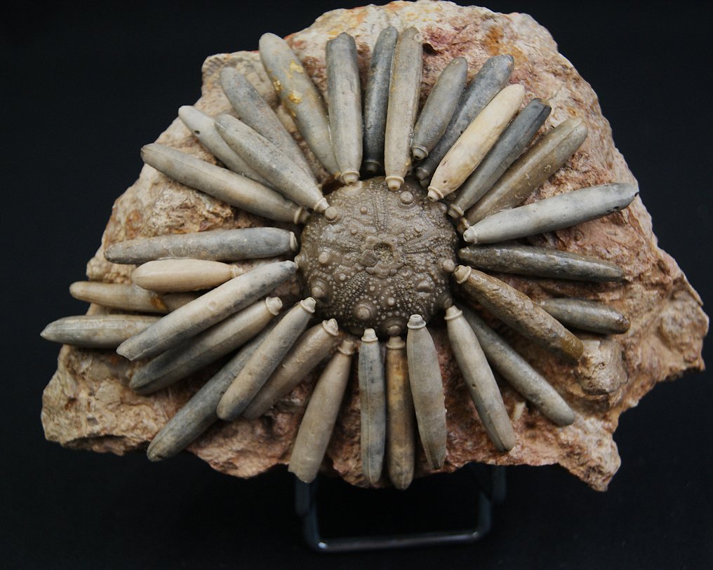 海胆 - 动物化石 - Asterocidaris bistriata #1.0