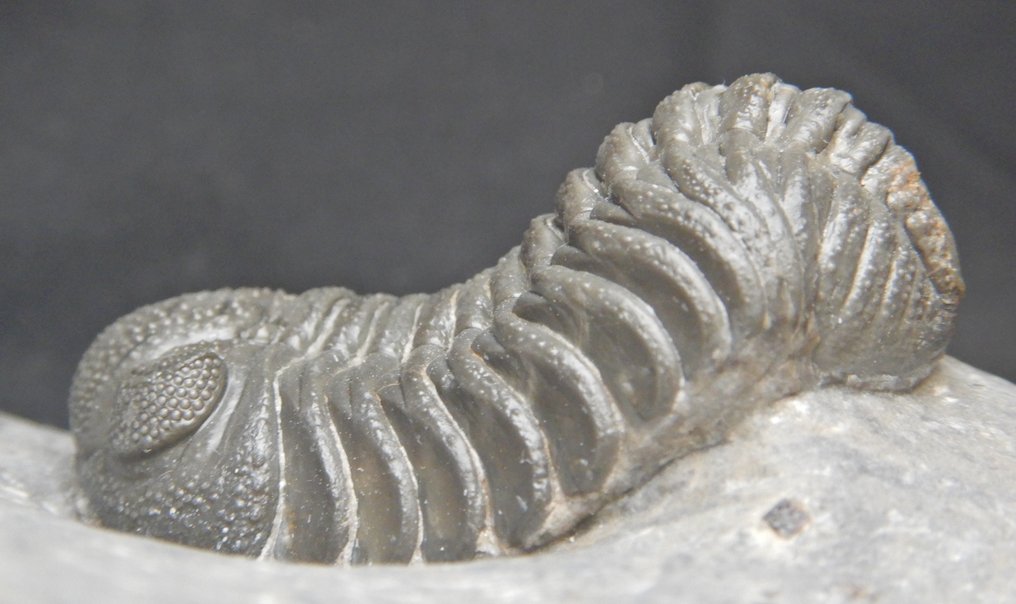 Trilobit - Tierfossil - Double Phacops - 17 cm - 10 cm #3.2