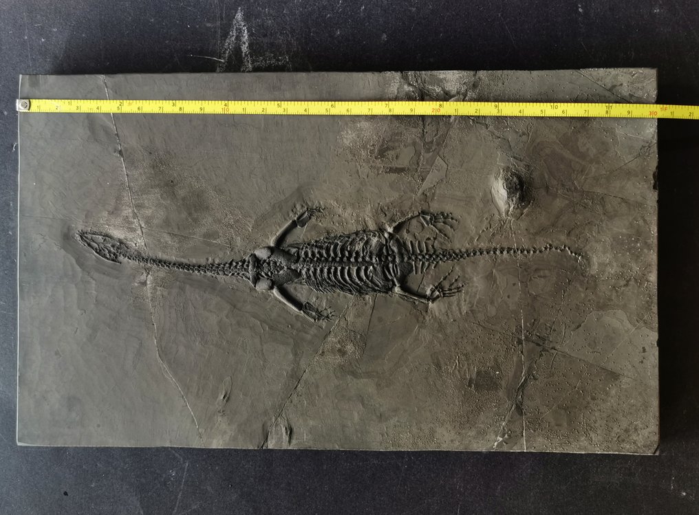 Grote maat Keichousaurus fossiel skelet - Fossiel skelet #1.0