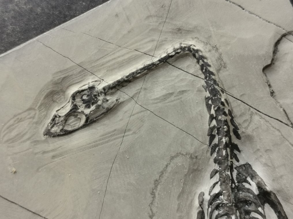 O pereche de schelete fosile de Keichousaurus în viziune dorsală și abdominală. - Schelet fosilă #4.3