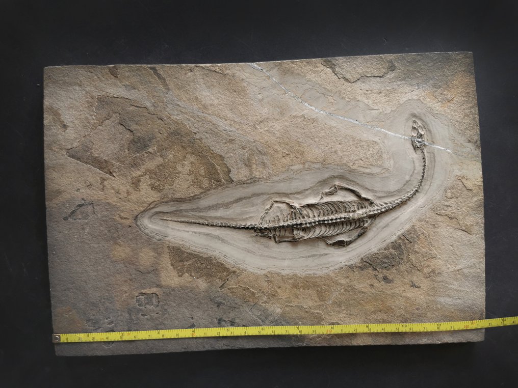 一对Keichousaurus化石骨架，背面和腹面视图 - 化石骨架 - 骨骼化石 #3.2