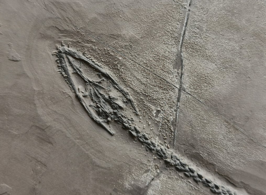 Grote maat Keichousaurus fossiel skelet - Fossiel skelet #4.3