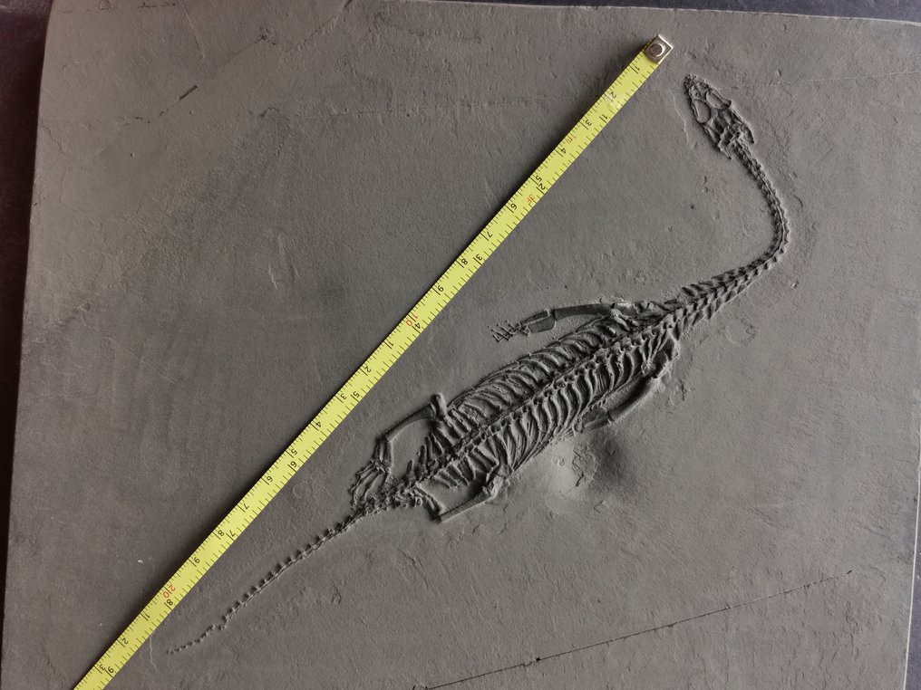 O pereche de schelete fosile de Keichousaurus în viziune dorsală și abdominală. - Schelet fosilă #3.2