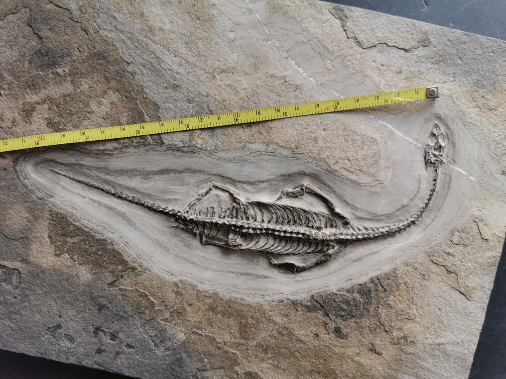 一对Keichousaurus化石骨架，背面和腹面视图 - 化石骨架 - 骨骼化石 #4.3