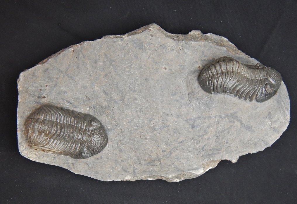 Trilobit - Tierfossil - Double Phacops - 17 cm - 10 cm #1.0