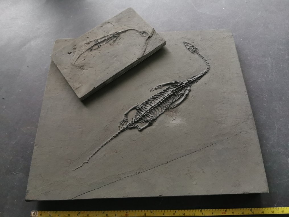 O pereche de schelete fosile de Keichousaurus în viziune dorsală și abdominală. - Schelet fosilă #1.0