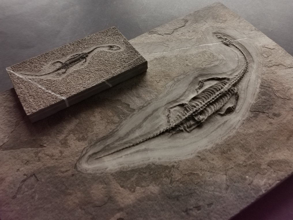 一对Keichousaurus化石骨架，背面和腹面视图 - 化石骨架 - 骨骼化石 #1.0