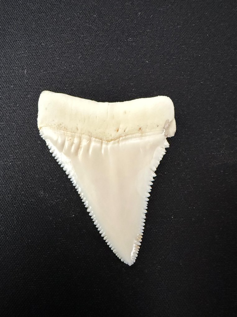 Great White Shark Δόντι - Carcharodon Carcharias - 48 mm - 35 mm - 8 mm #3.2