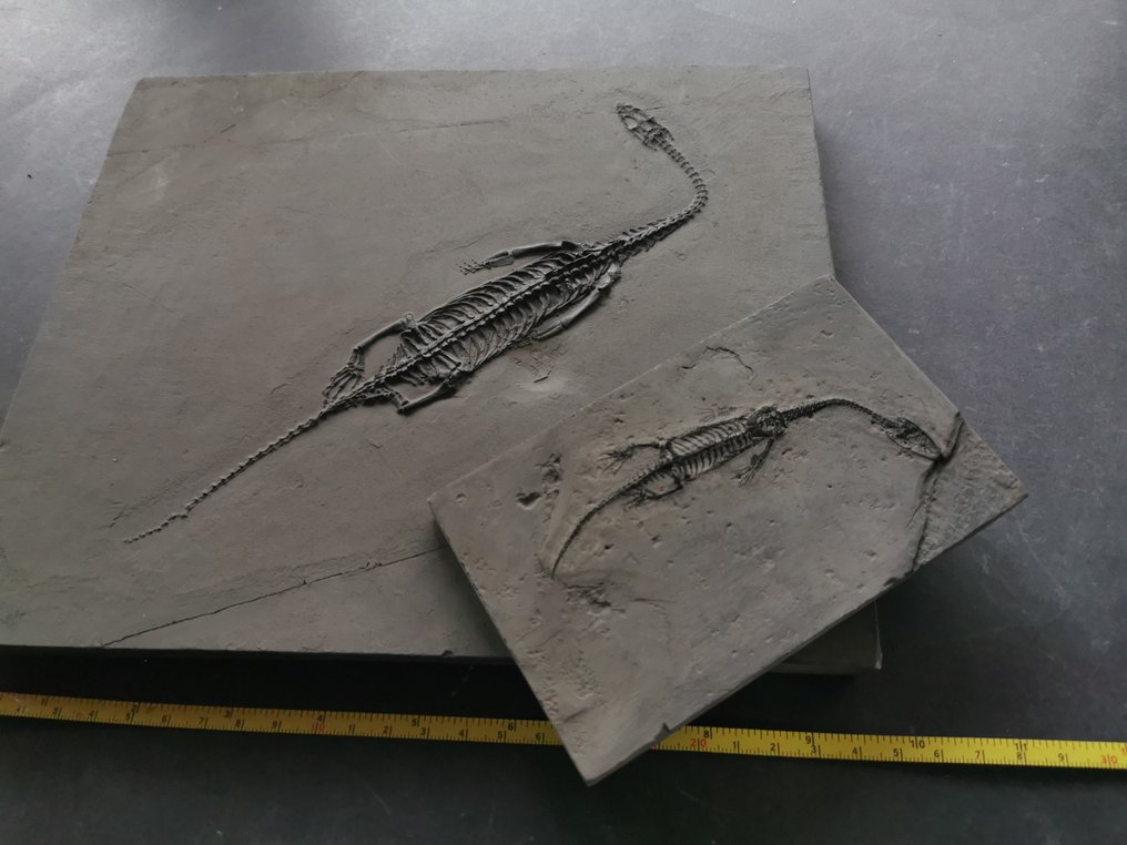 O pereche de schelete fosile de Keichousaurus în viziune dorsală și abdominală. - Schelet fosilă #1.0