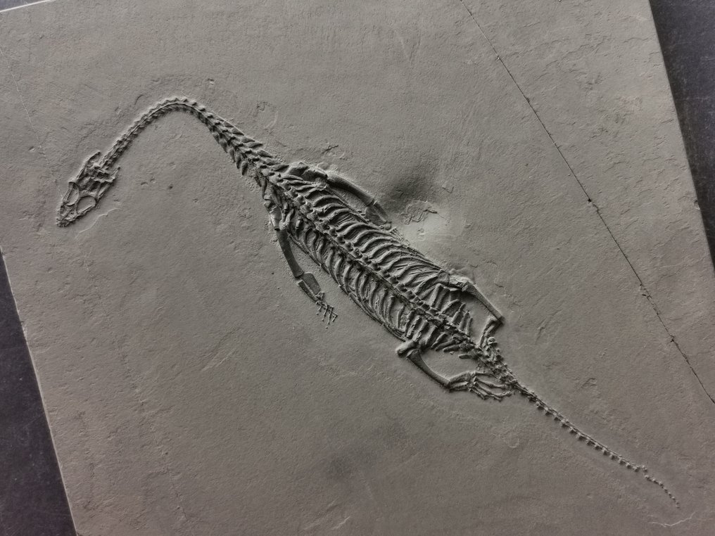 O pereche de schelete fosile de Keichousaurus în viziune dorsală și abdominală. - Schelet fosilă #4.3