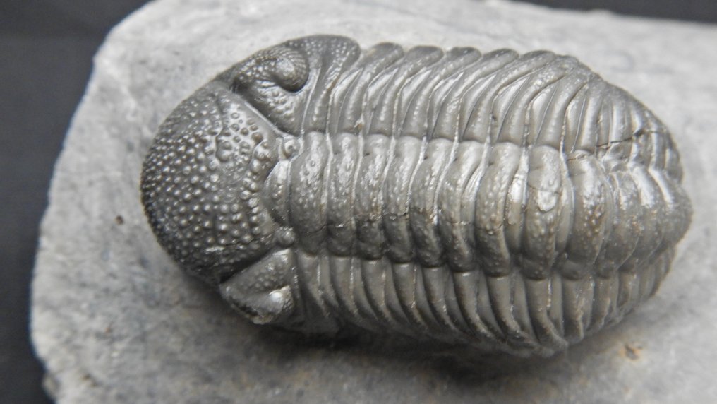 Trilobit - Tierfossil - Double Phacops - 17 cm - 10 cm #1.0
