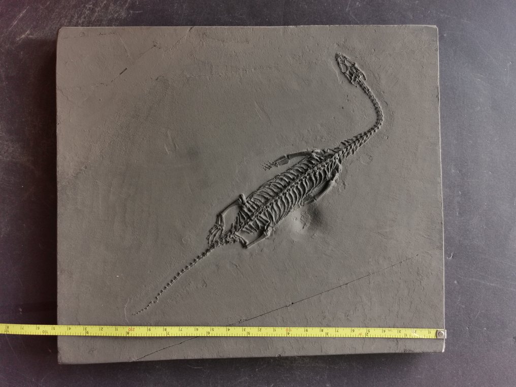 O pereche de schelete fosile de Keichousaurus în viziune dorsală și abdominală. - Schelet fosilă #2.1