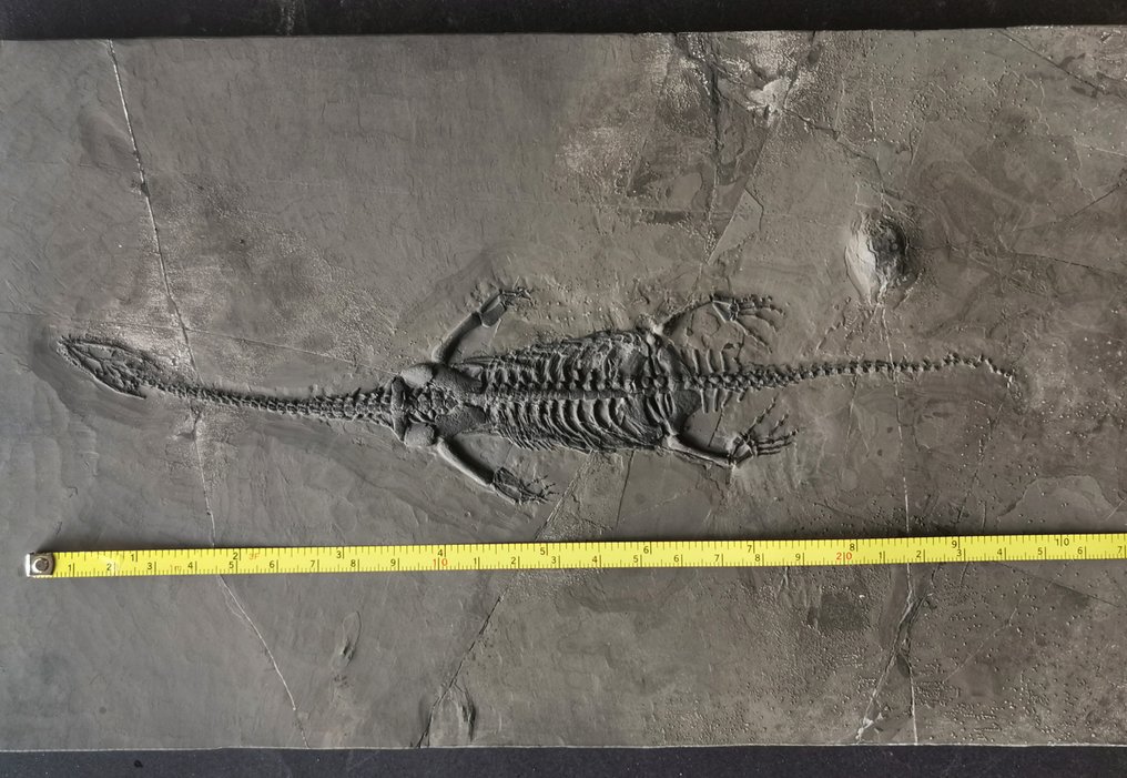 Grote maat Keichousaurus fossiel skelet - Fossiel skelet #2.1